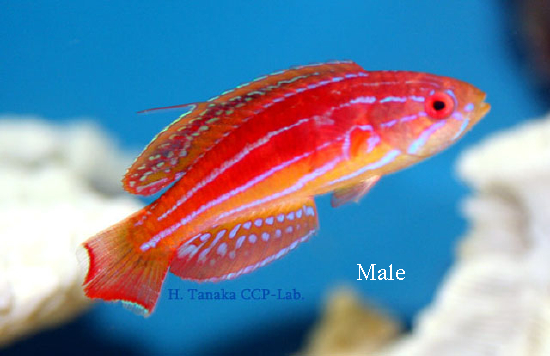  Paracheilinus attenuatus (Attenuate Flasher Wrasse)